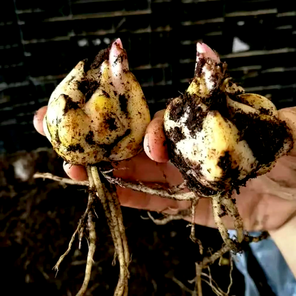 Sweet Zanica