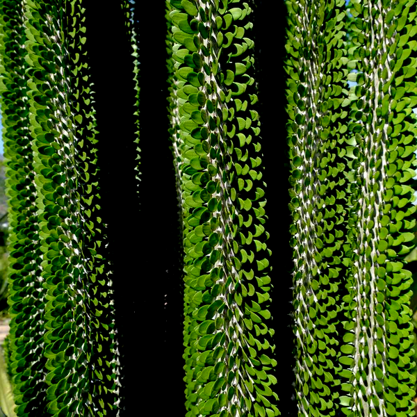 Alluaudia procera