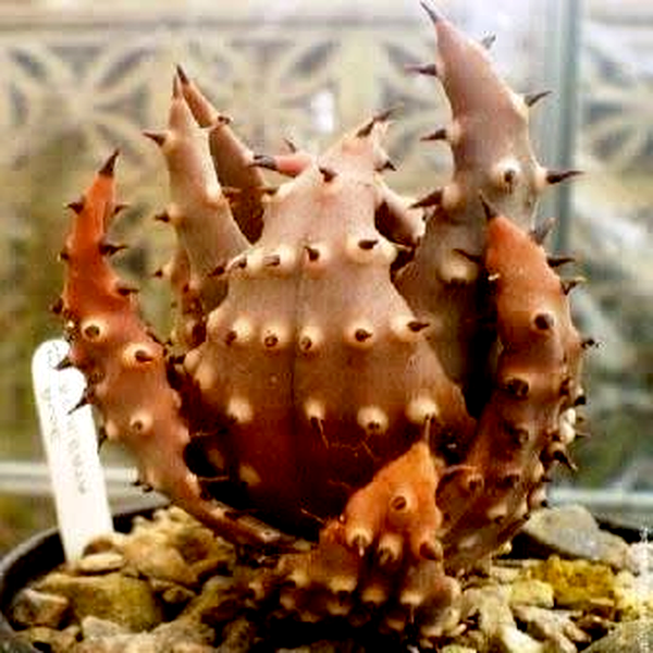 Aloe aculeata