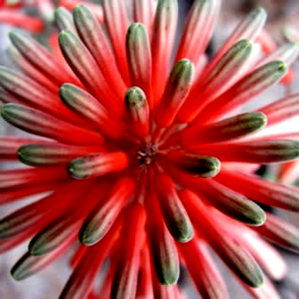 Aloe ammophila