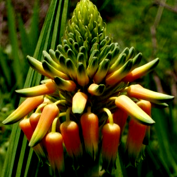 Aloe boylei