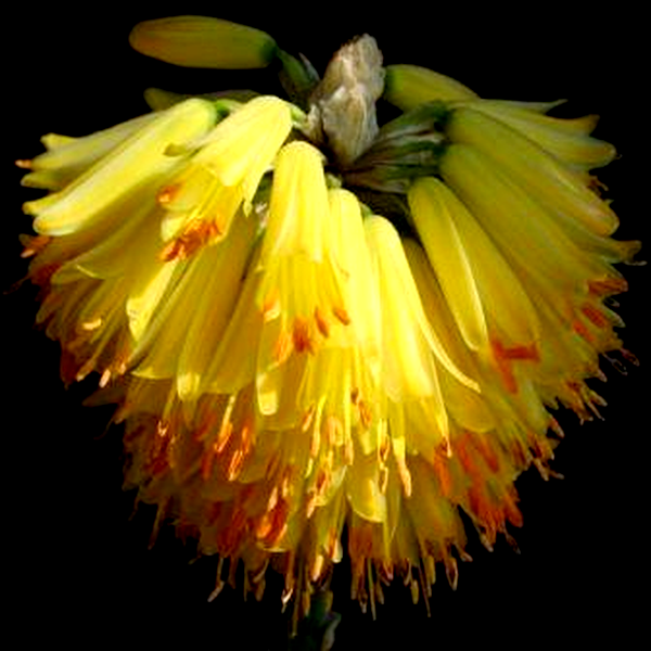 Aloe ericetorum