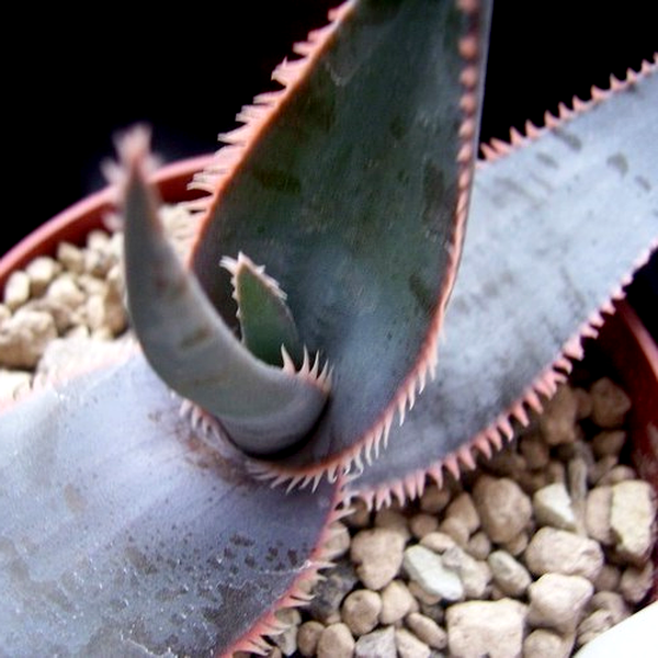Aloe laeta