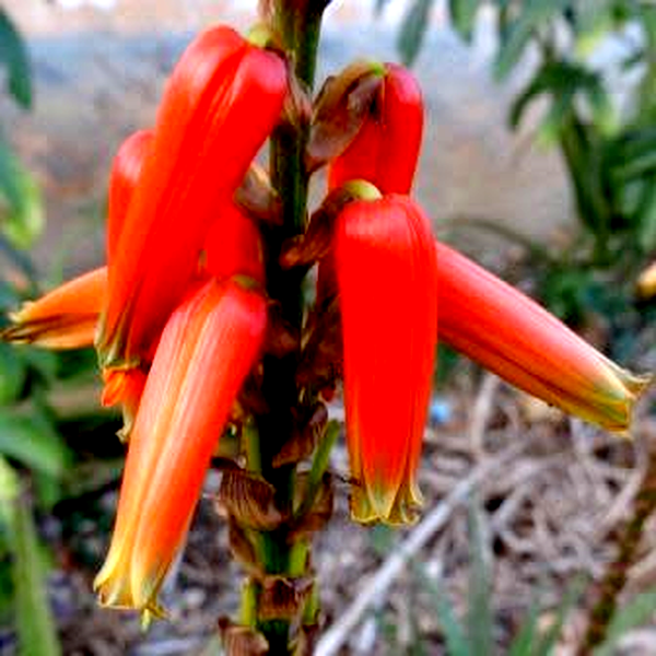 Aloe pienaarii