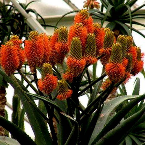 Aloe rupestris