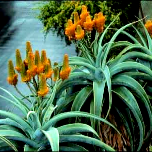 Aloe thraskii