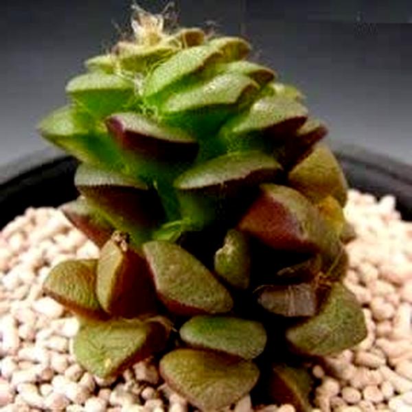 Anacampseros retusa