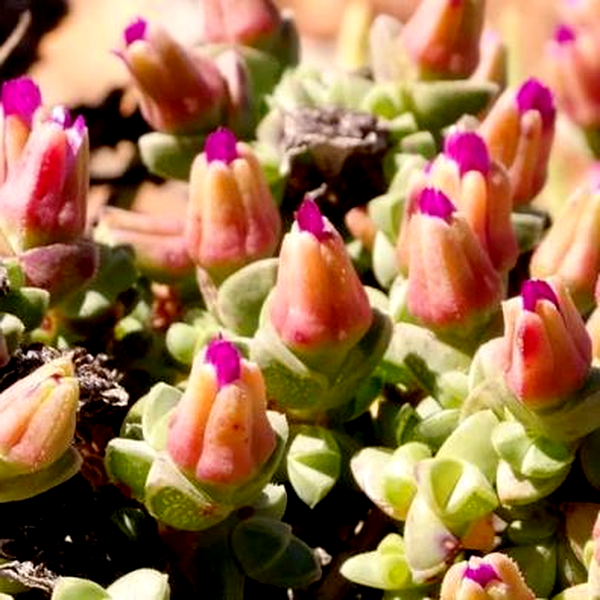 Antimima minima
