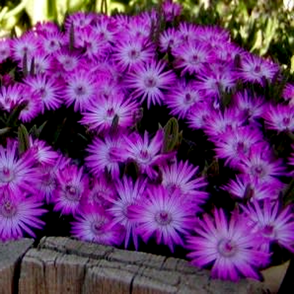 Antimima pygmaeum