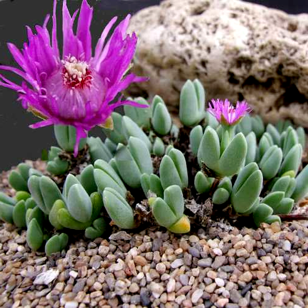 Antimima turneriana