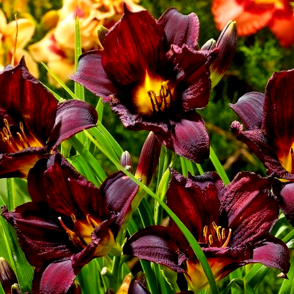 Black Emanuelle