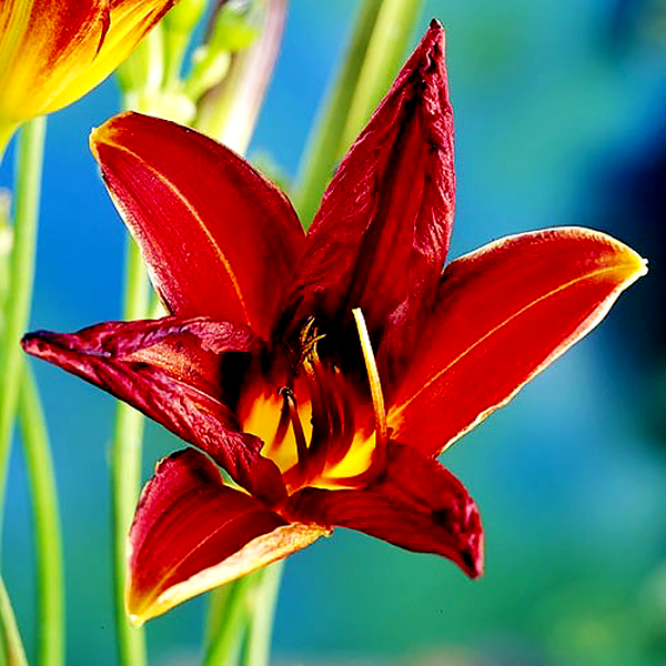Black Prince