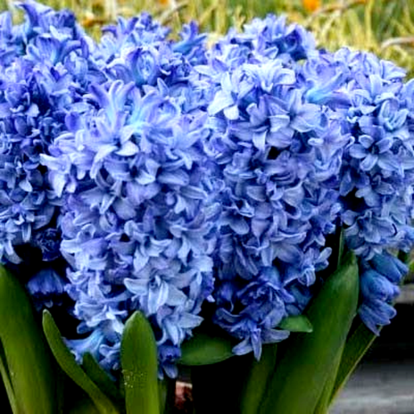 Blue Tango