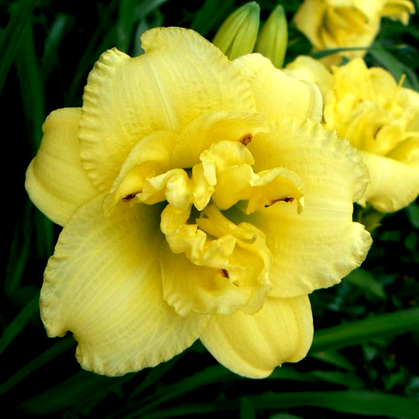 Cabbage Flower