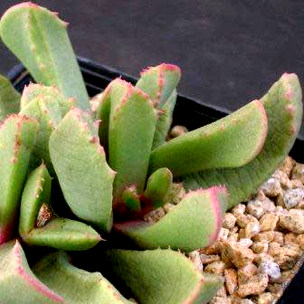 Carruanthus peersii