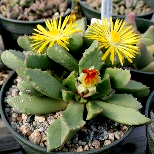 Carruanthus ringens