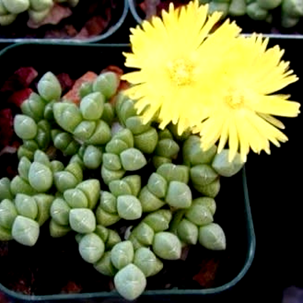 Cheiridopsis meyeri