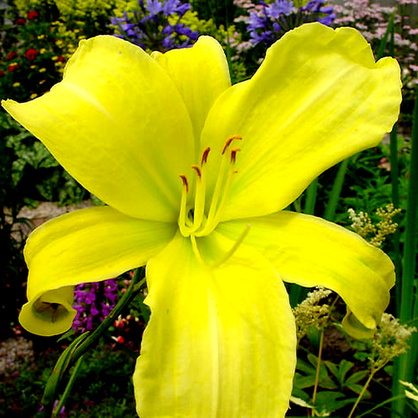Citrina