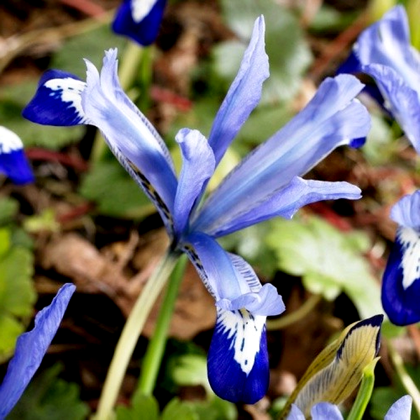 Clairette