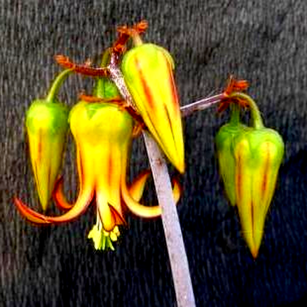 Cotyledon velutina