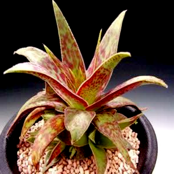 Crassula alba