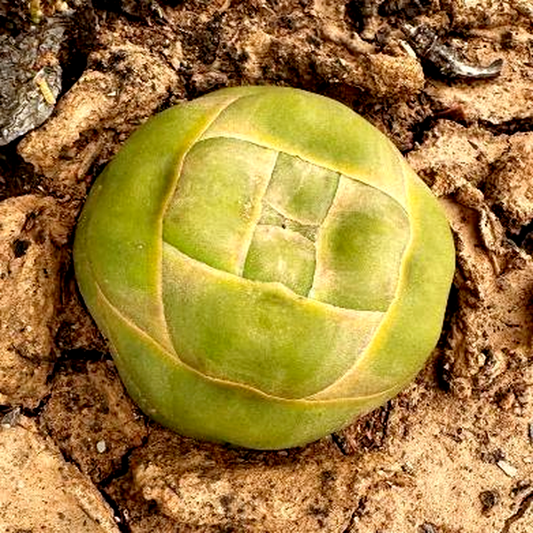 Crassula columnaris