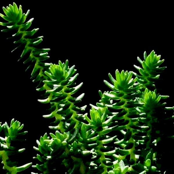 Crassula lanceolata