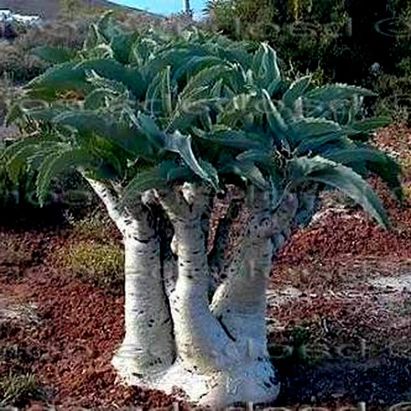 Cyphostemma juttae