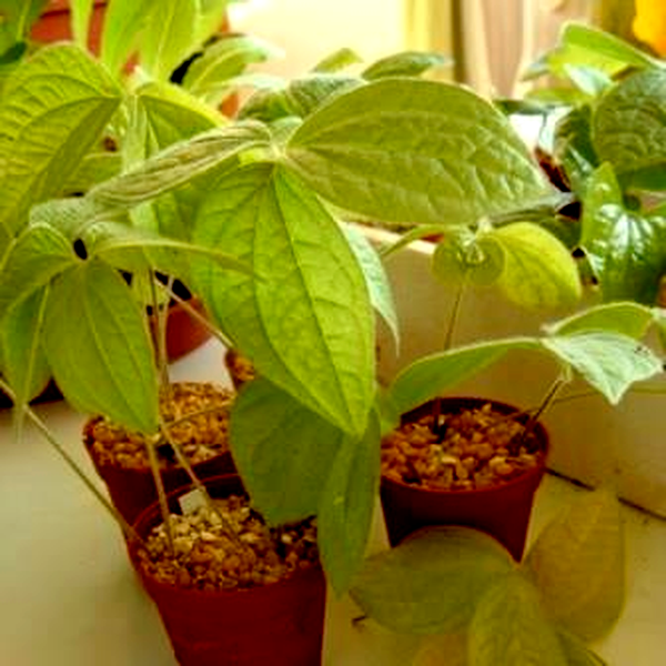Dioscorea dregeana