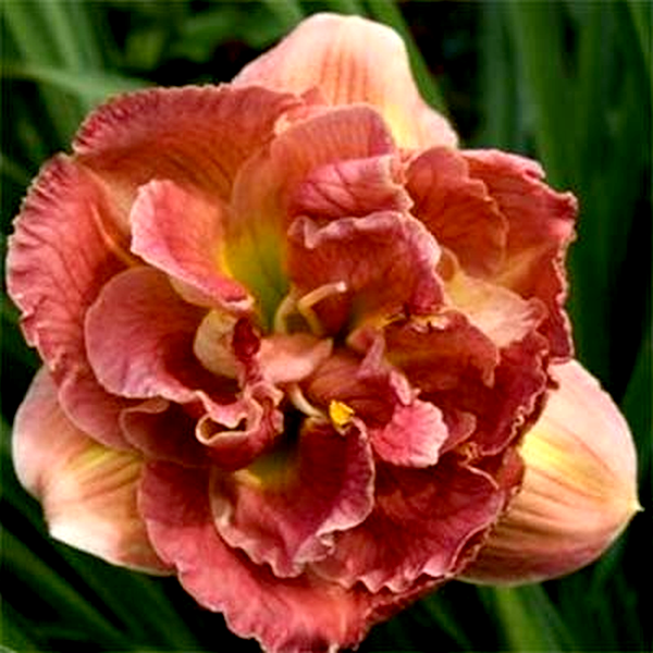 Double Pink Peony