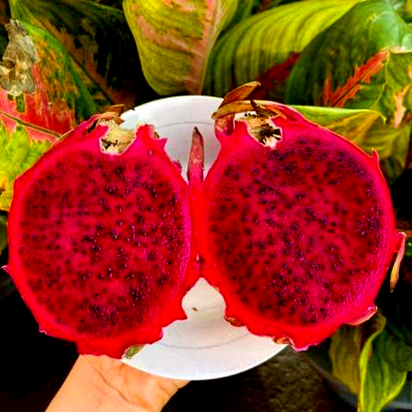 Dragon Fruit L.A. Woman