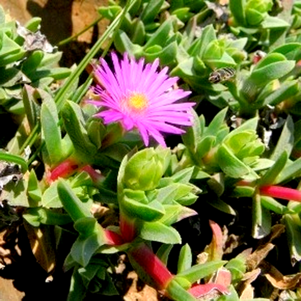 Erepsia forficata