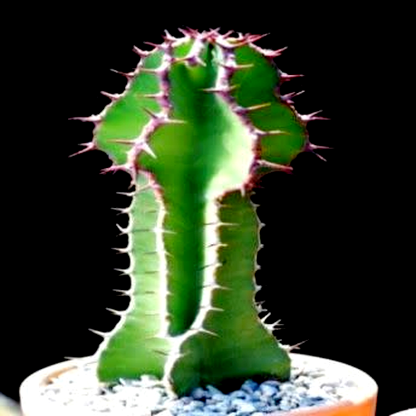 Euphorbia cooperi