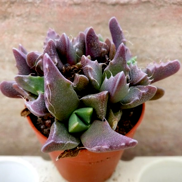 Faucaria hooleae