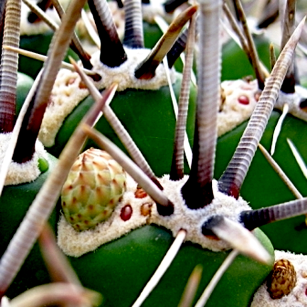 Ferocactus herrerae