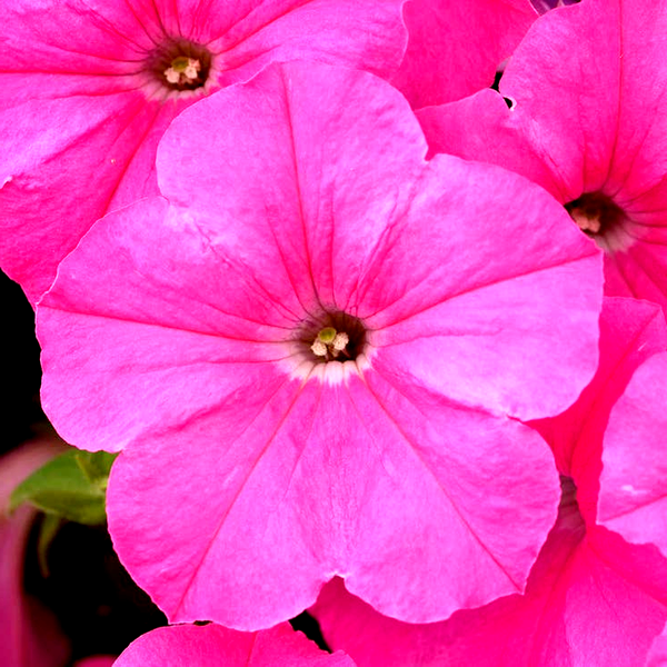 FlashForward™ Blue Petunia Seeds