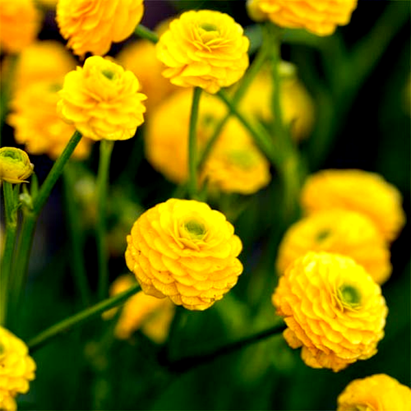 Flore Pleno