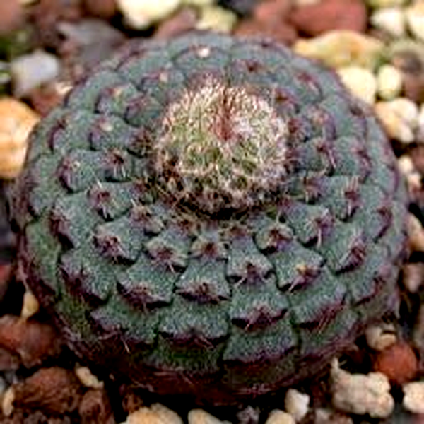 Frailea cataphracta