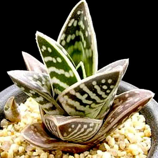 Gonialoe variegata