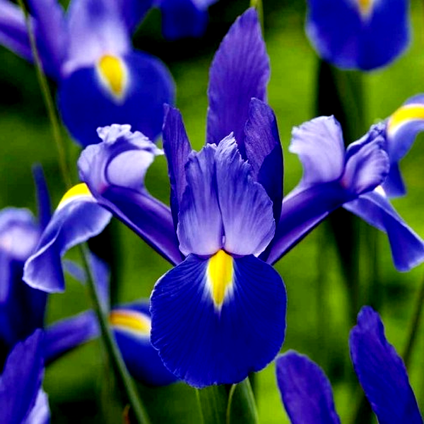 Hollandica Chopin