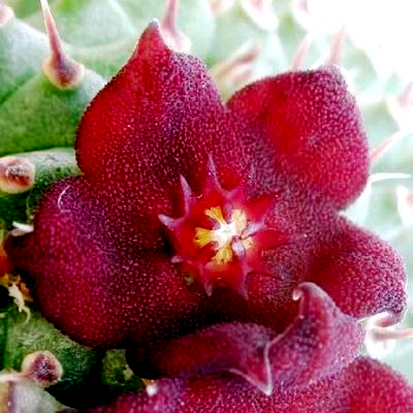 Hoodia pilifera