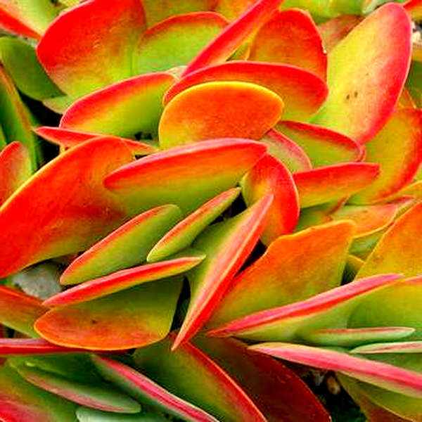 Kalanchoe luciae