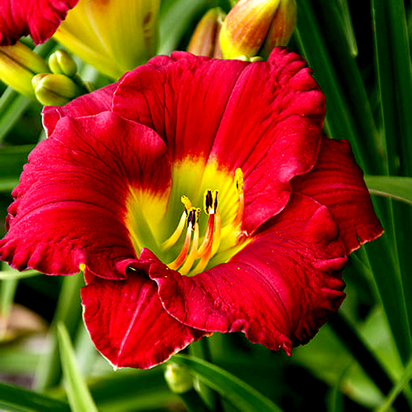Lovely Ladybug
