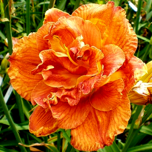 Mary Brown