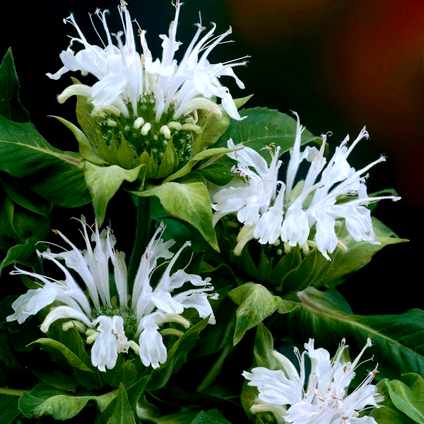 Monarda Ice Out Bee Balm