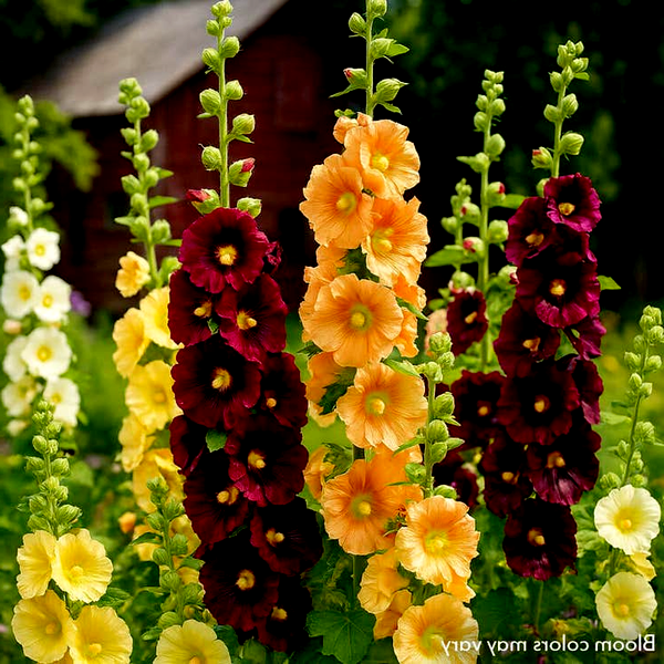 Old Barnyard Mix Hollyhock