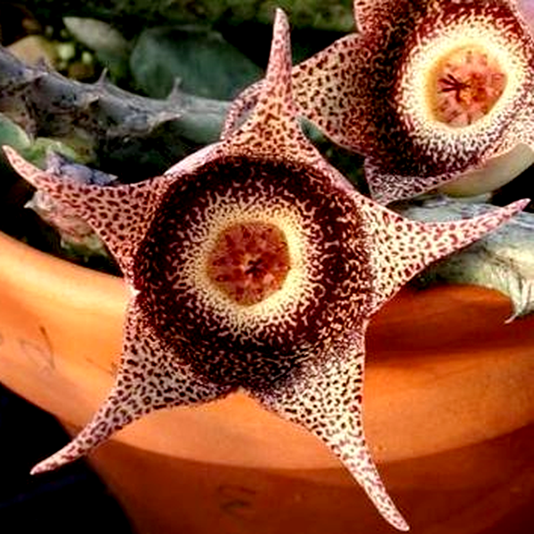 Orbea hardyi