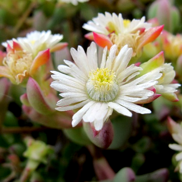 Oscularia comptonii