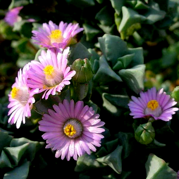 Oscularia deltoides