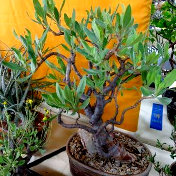 Othonna quercifolia